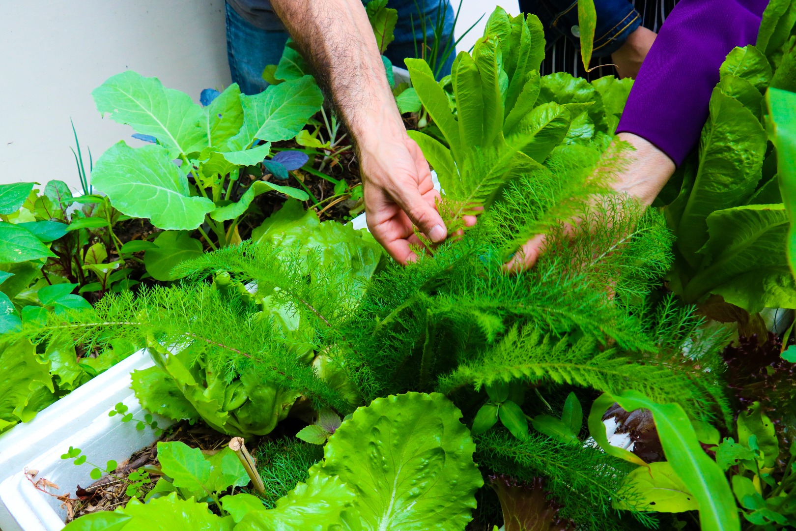 Foto 44 - Projeto área verde.jpg